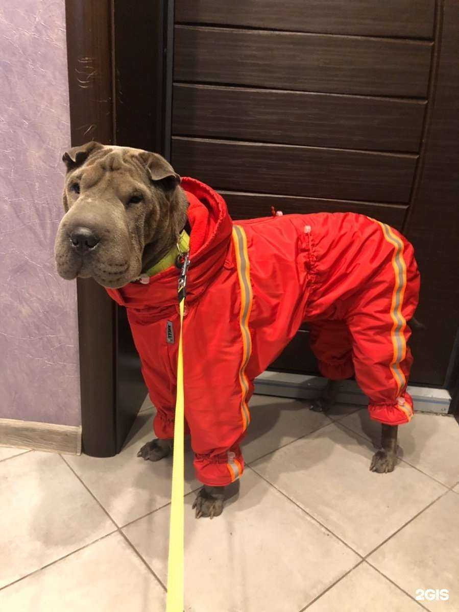 Отзывы на компанию Кот и Пес в Тюмени c фото