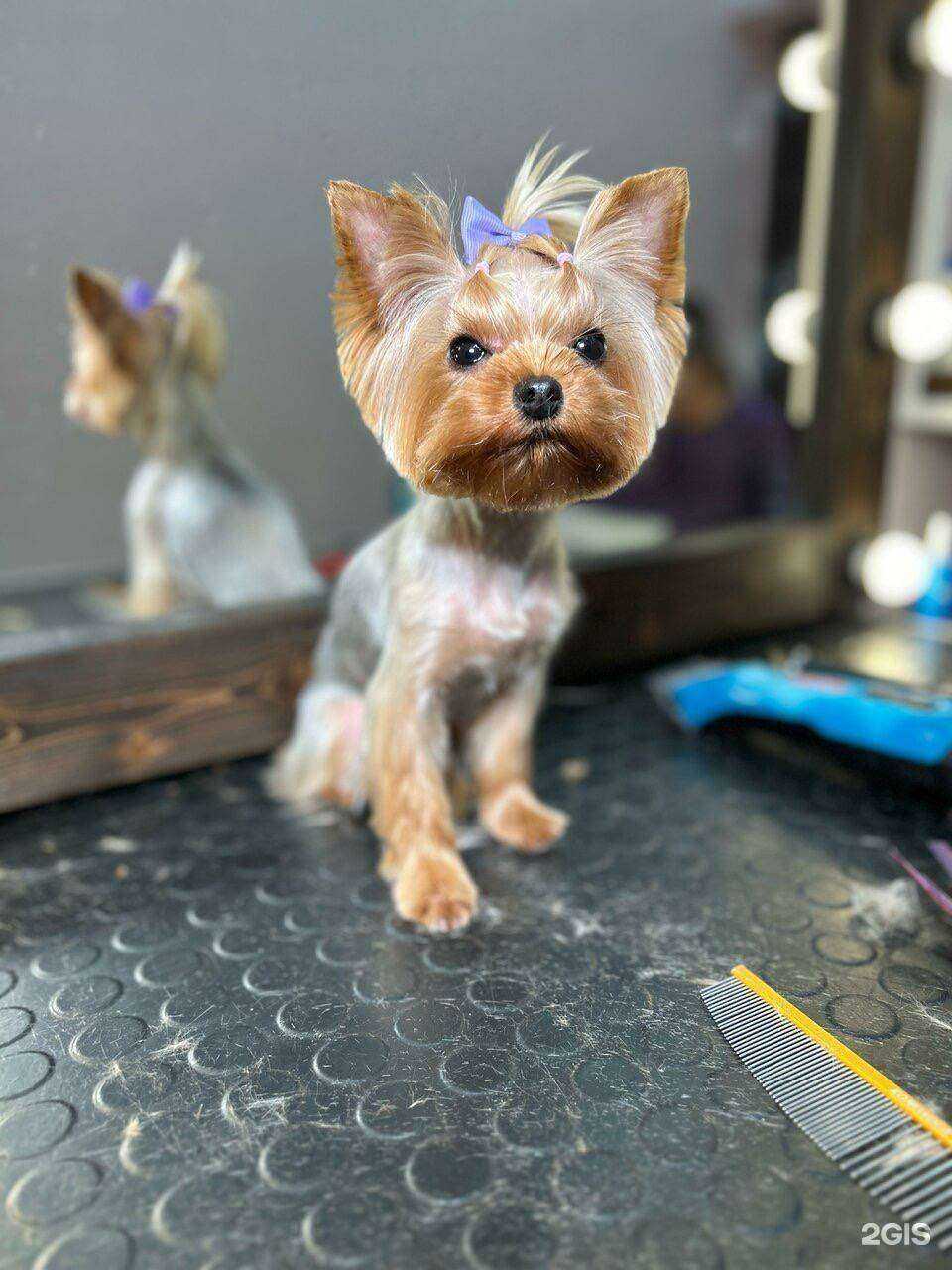 Отзывы на компанию ZooSpa в Ростове-на-Дону c фото