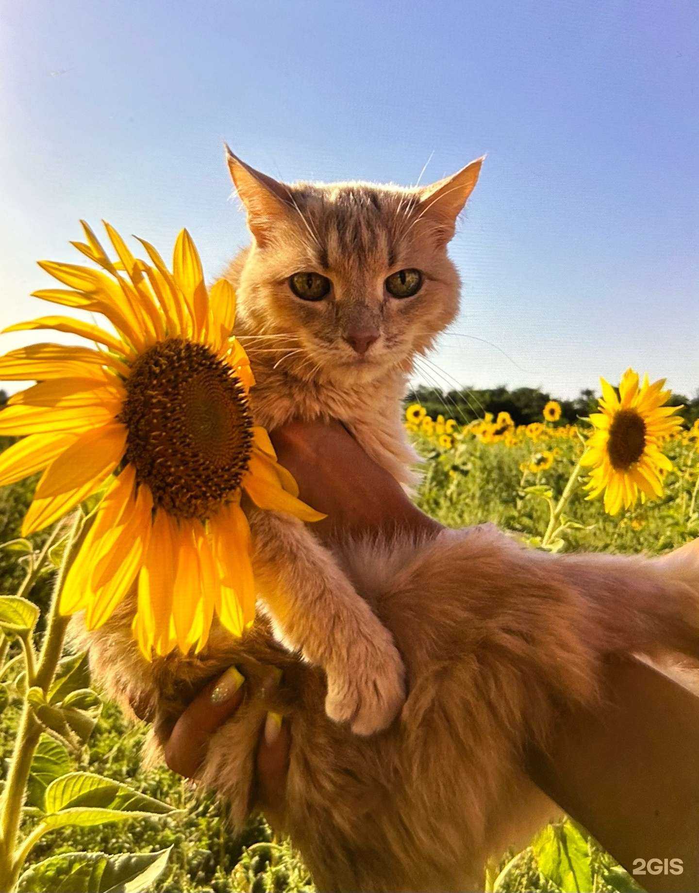 Отзывы на компанию СитиVet в г. Краснодар c фото