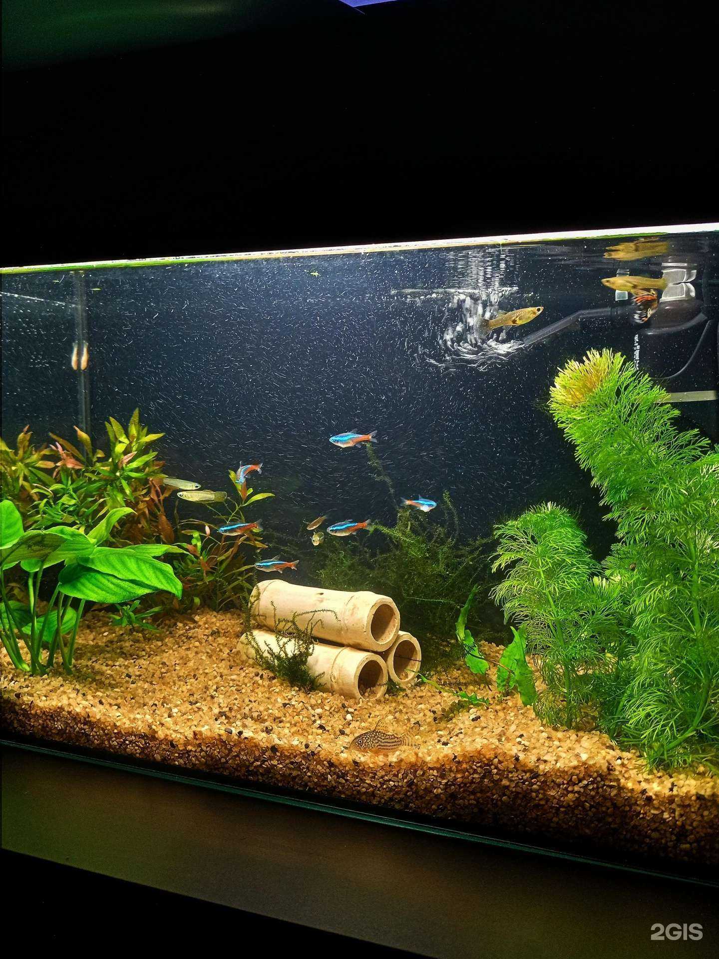 Отзывы на компанию АкваЗоо в г. Новосибирск c фото