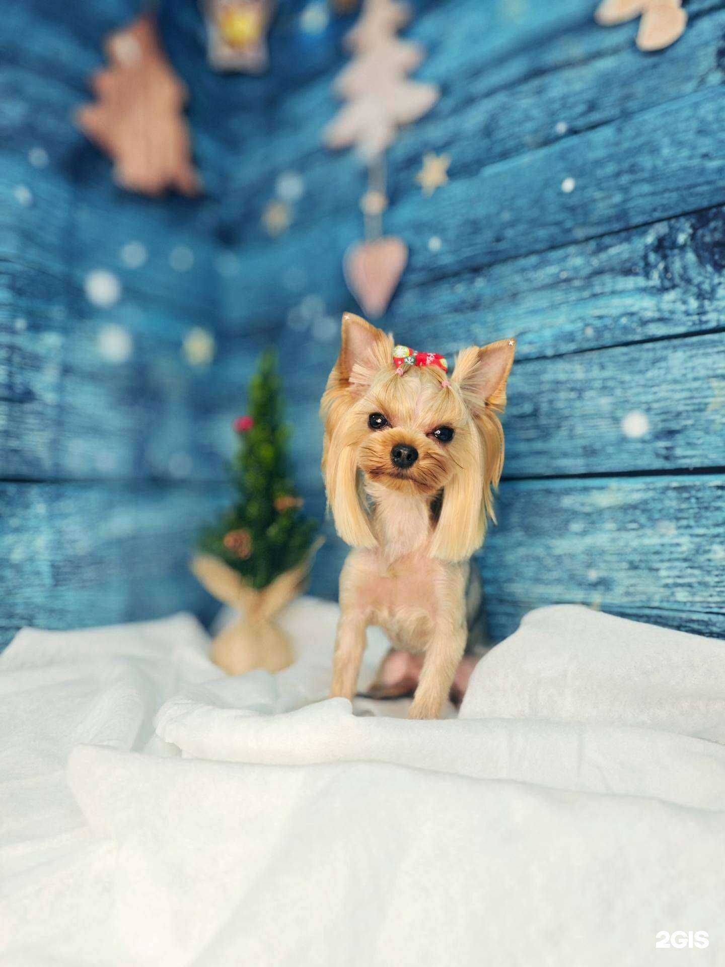 Отзывы на компанию Dog`s dreams в г. Ростов-на-Дону c фото