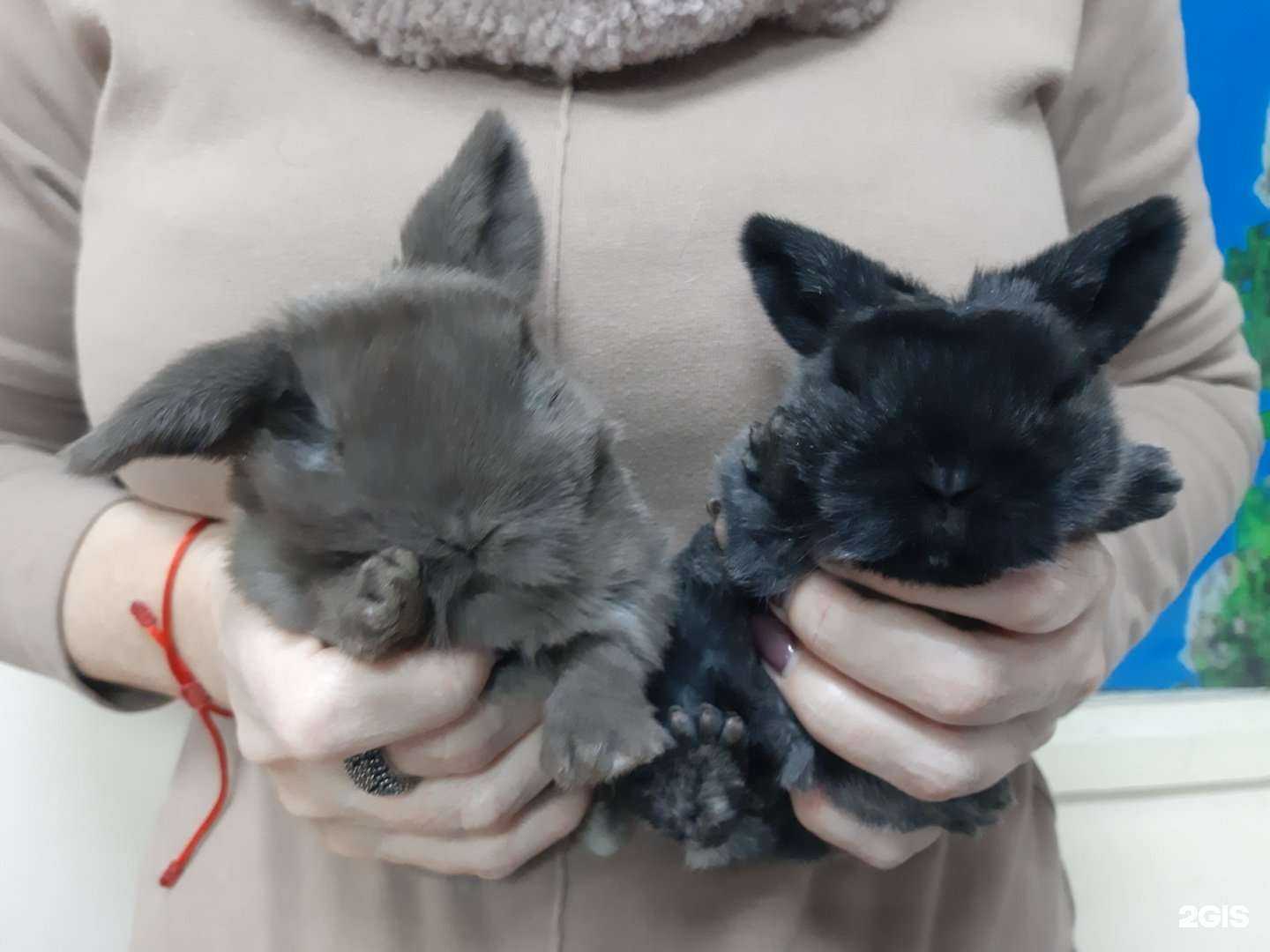 Отзывы на компанию Cats Paradise в г. Челябинск c фото