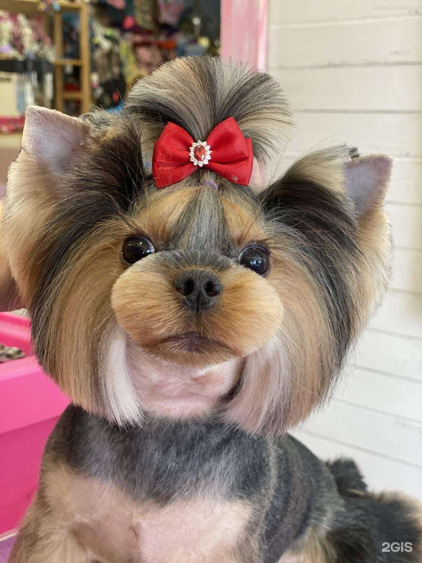 Отзывы на компанию Гордая Псина в Сочи c фото