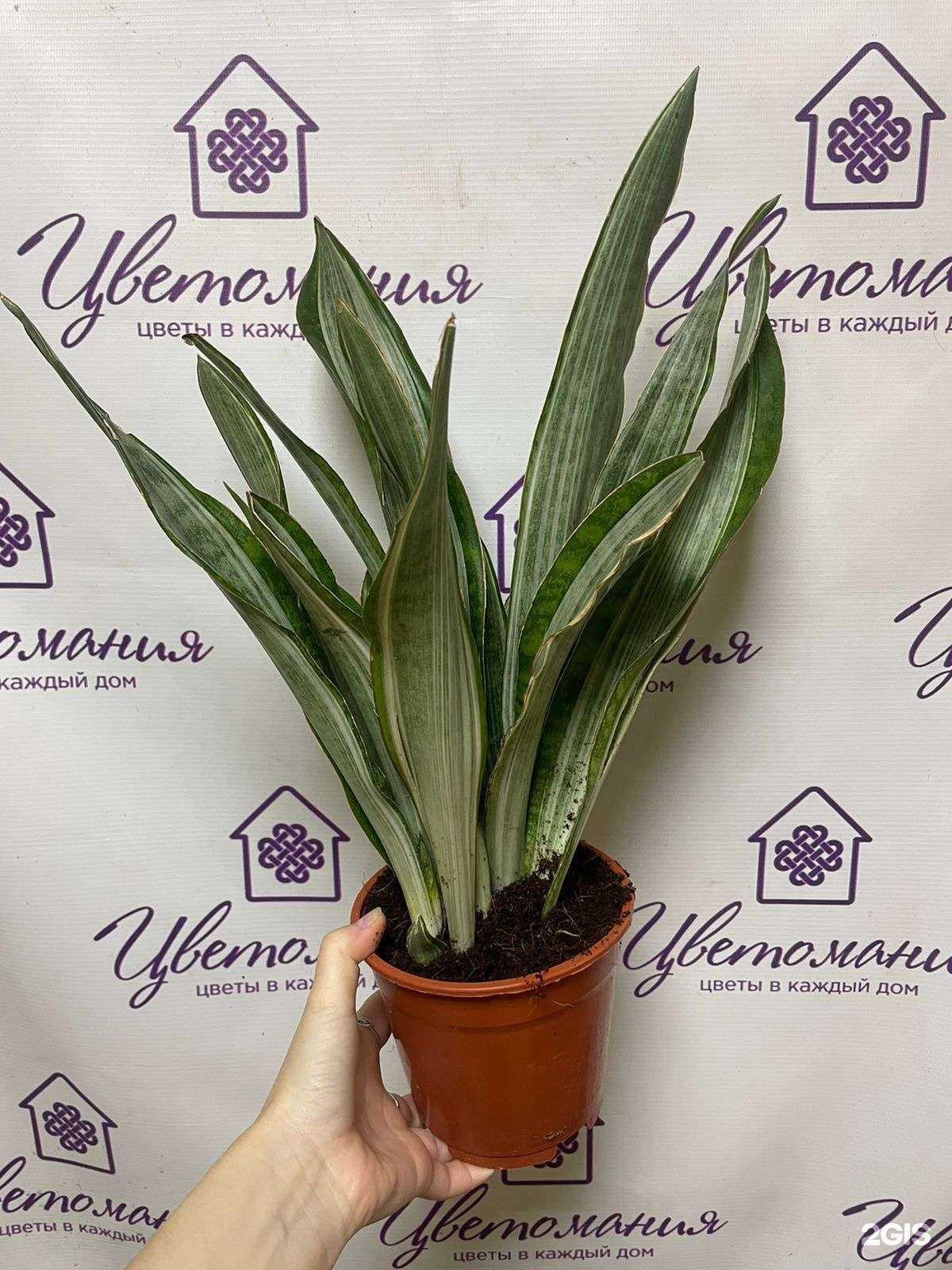 Отзывы на компанию ЦветоОхота в Кирове c фото