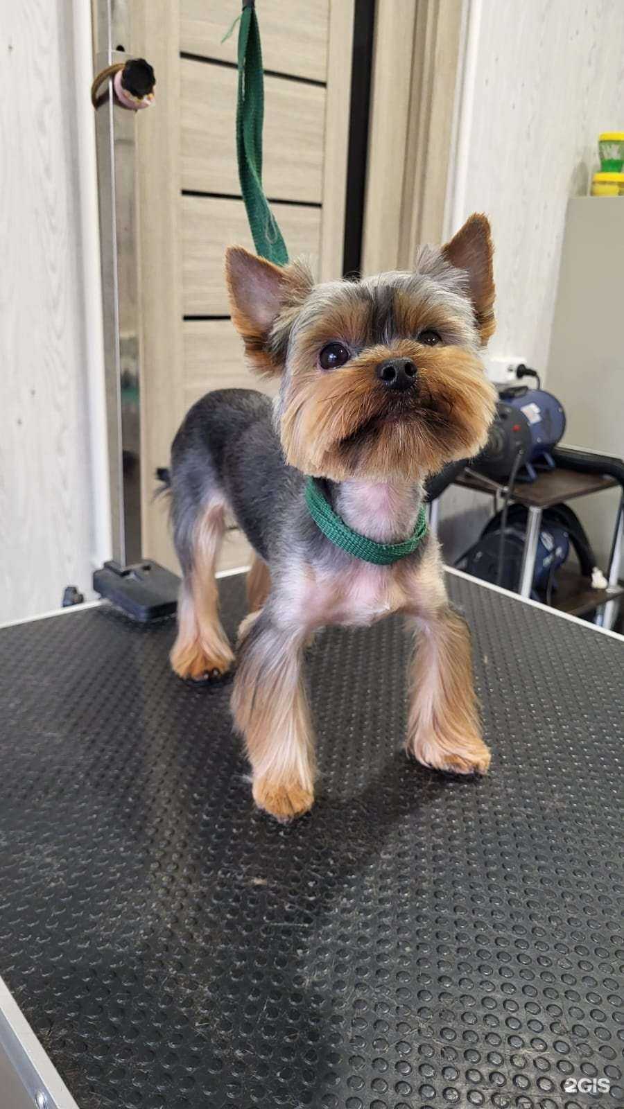 Отзывы на компанию Стрижок в г. Оренбург c фото