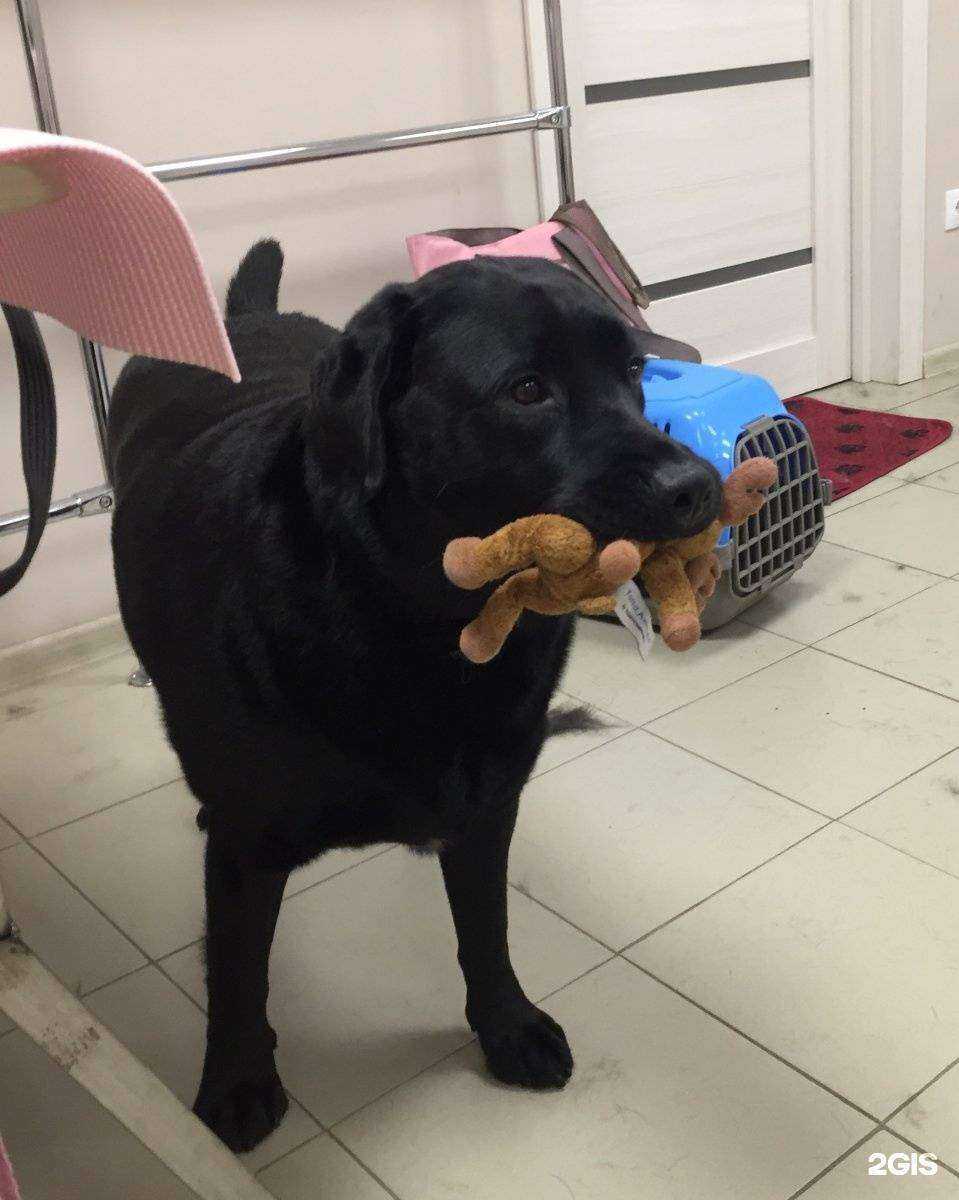 Отзывы на компанию Gr00ming_centr в Ижевске c фото