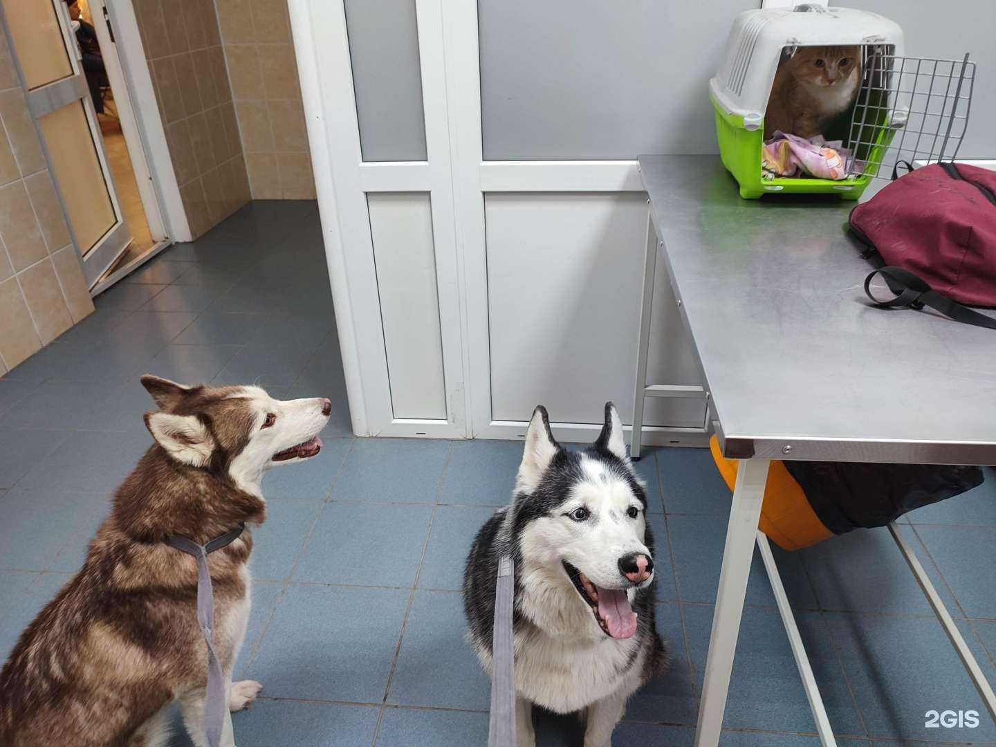 Отзывы на компанию Городская станция по борьбе с болезнями животных г.  Тюмень в Тюмени c фото - фотография 2 из 2