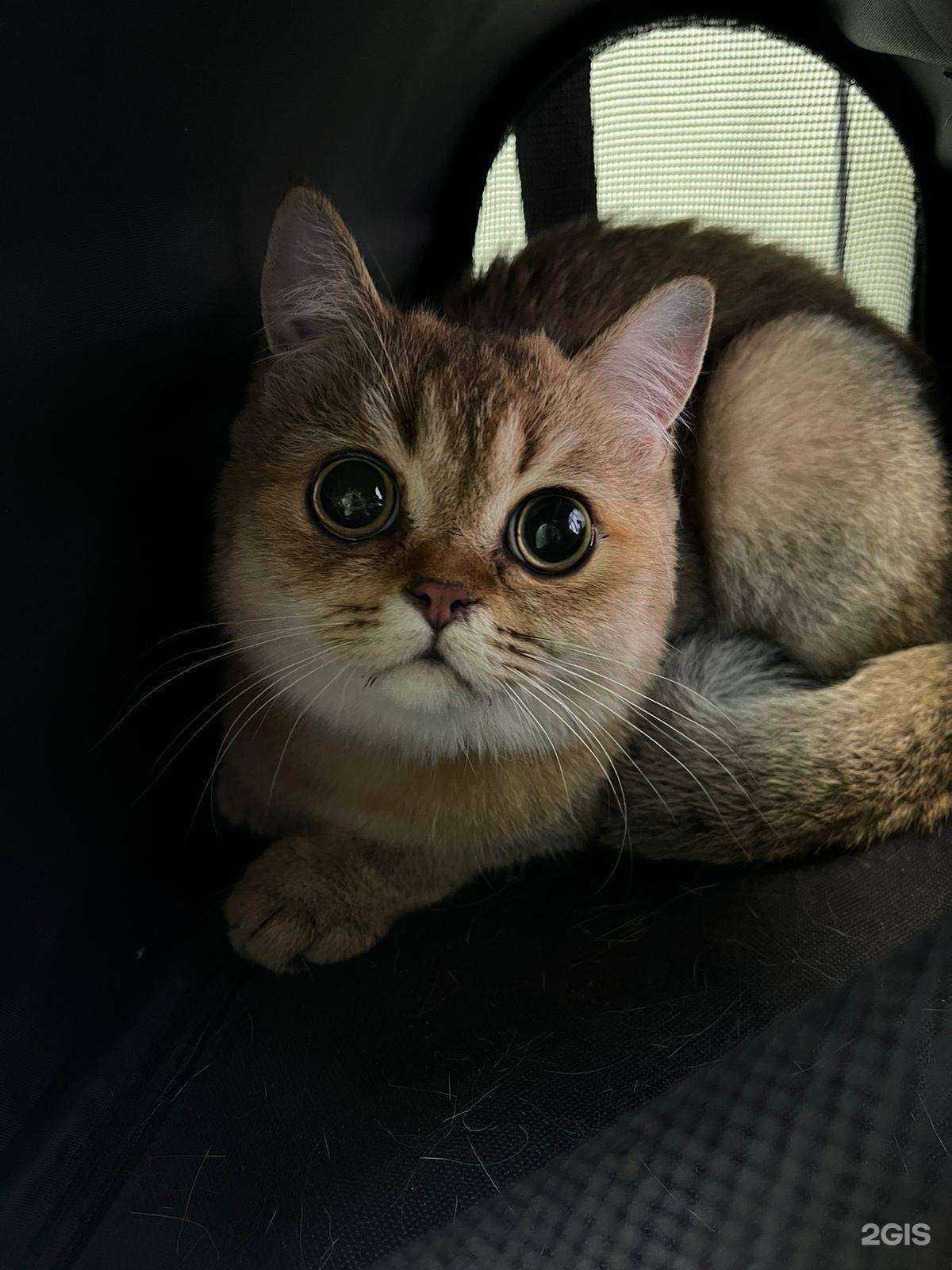 Отзывы на компанию Центр Здоровья Животных в Сочи c фото