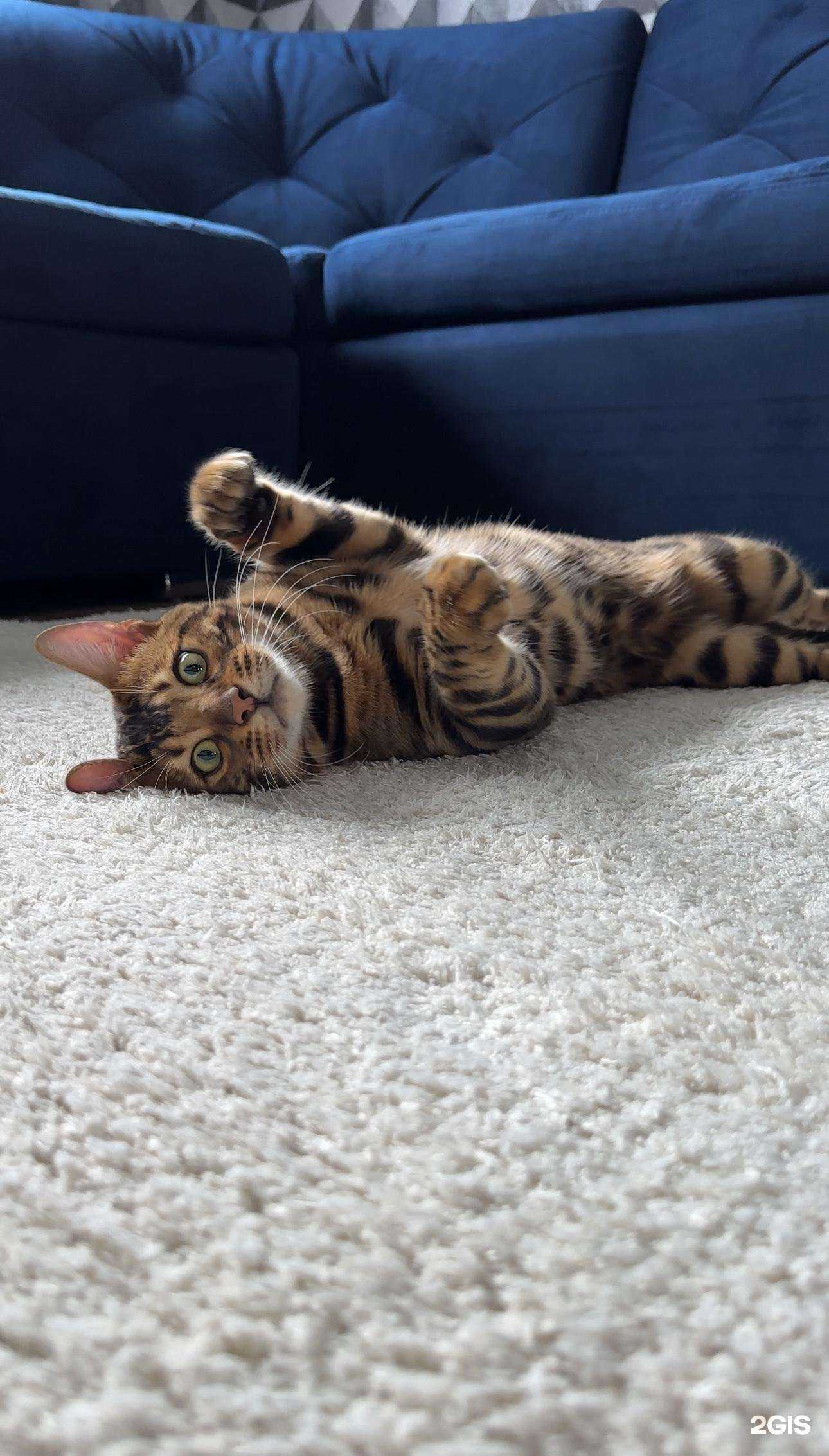 Отзывы на компанию Лоск в Красноярске c фото