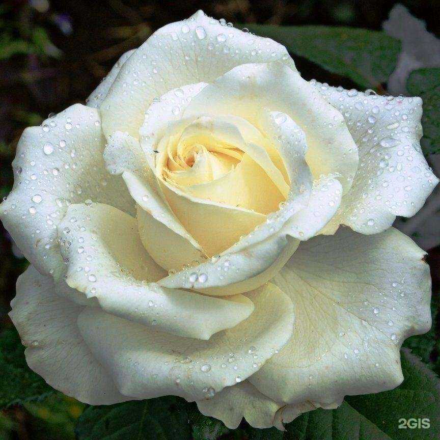 Отзывы на компанию Сибирский питомник в г. Омск c фото