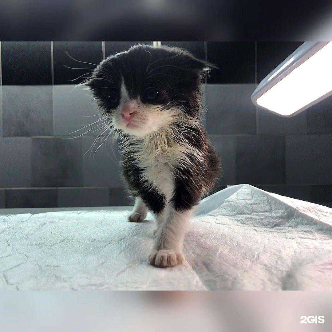 Отзывы на компанию Котёнок Гав в Белгороде c фото