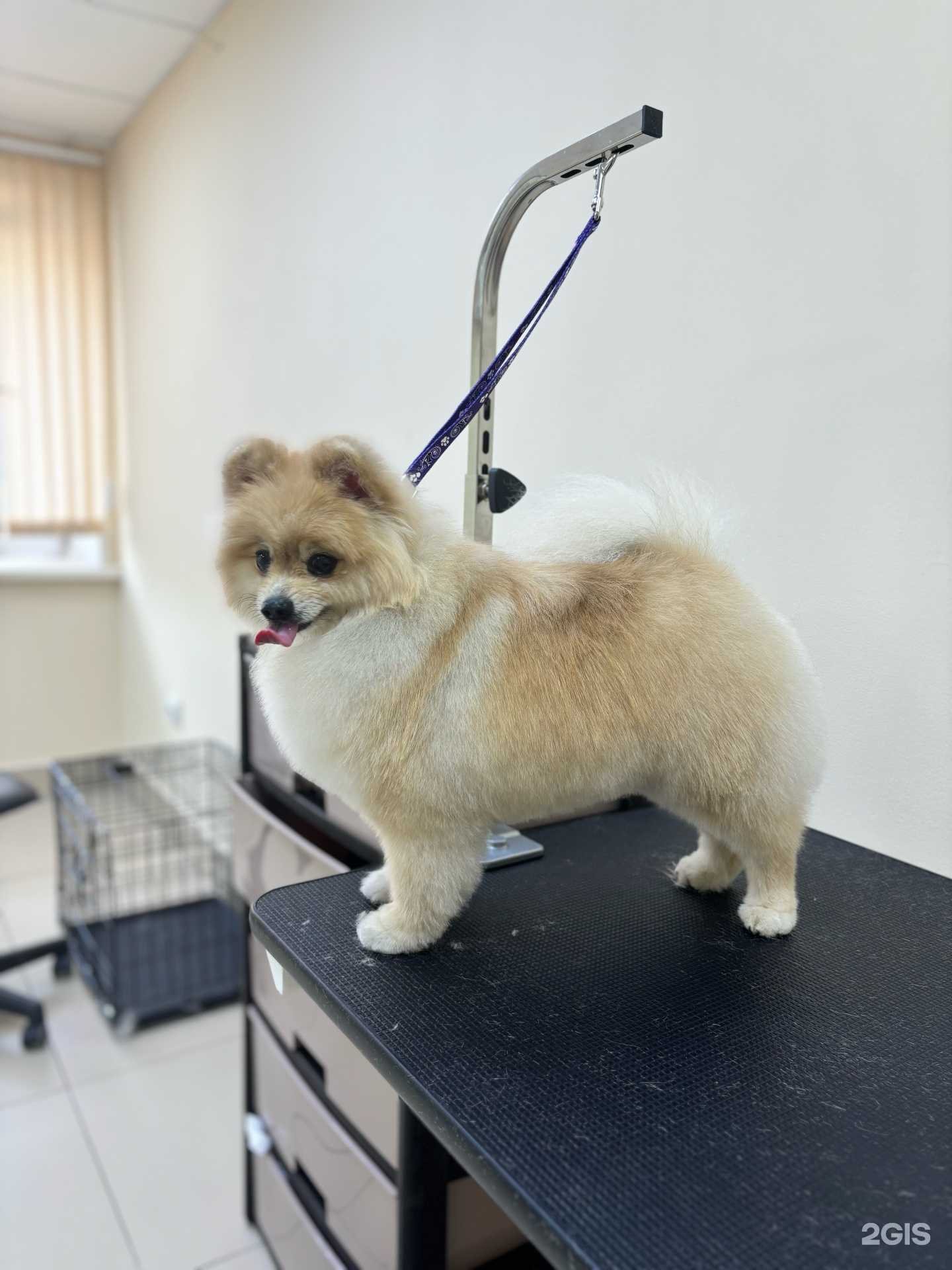 Отзывы на компанию Лапочки в Копейске c фото