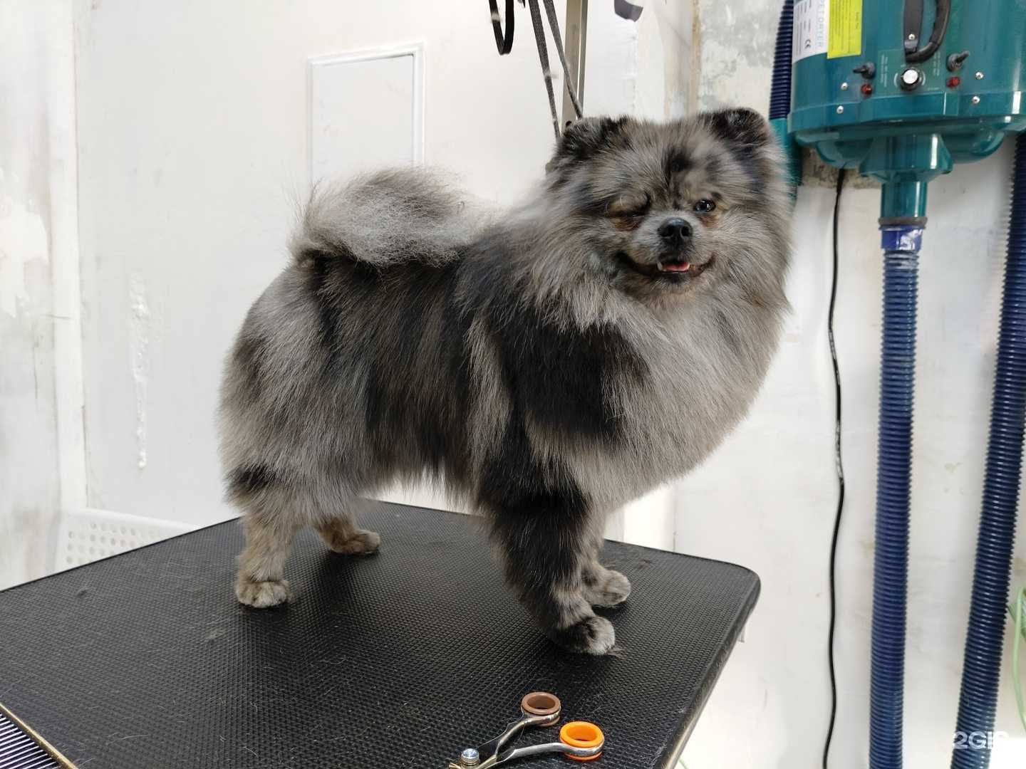 Отзывы на компанию Солнечный Пёс в г. Курган c фото