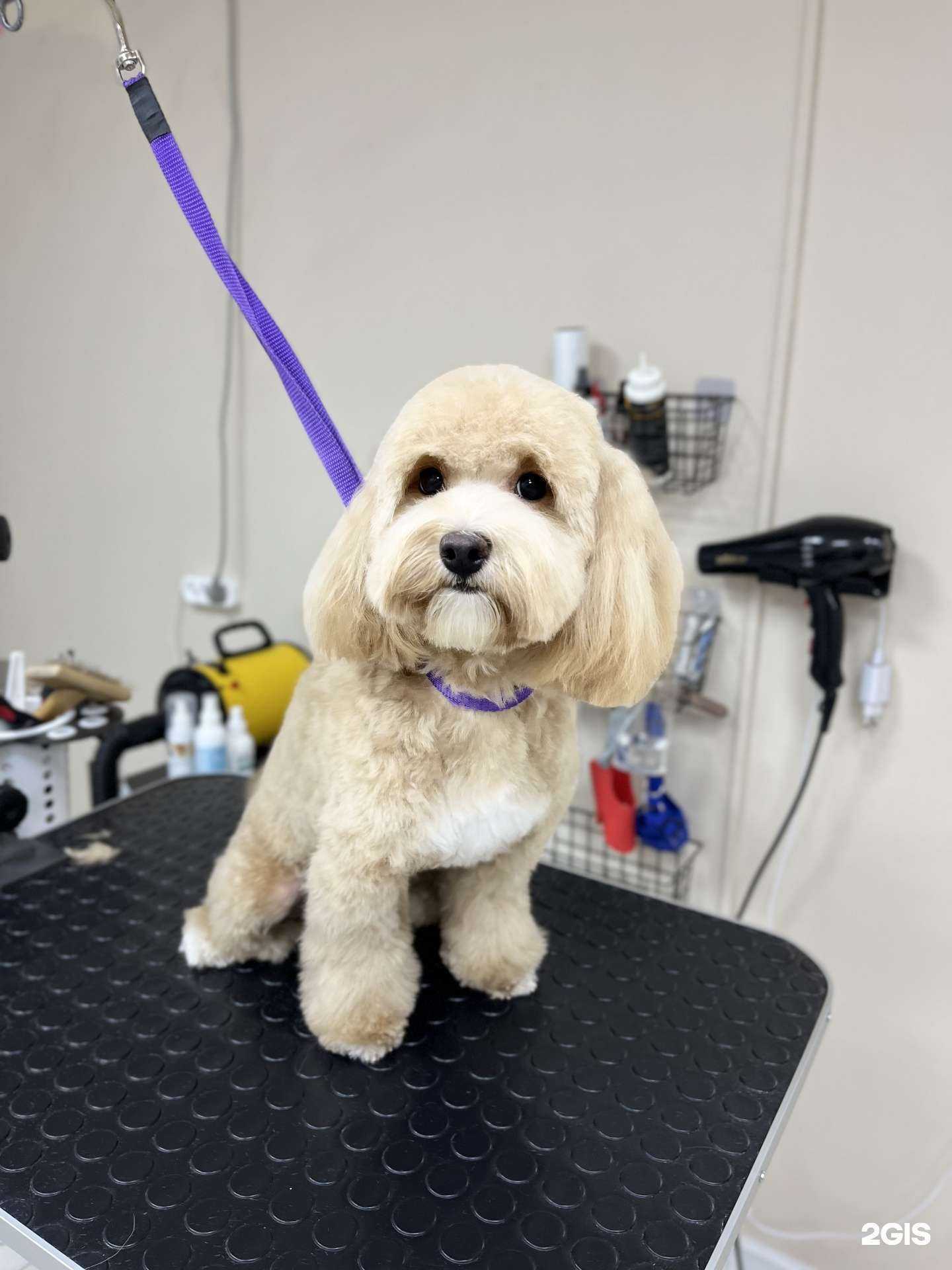 Отзывы на компанию ВШерсти в Краснодаре c фото