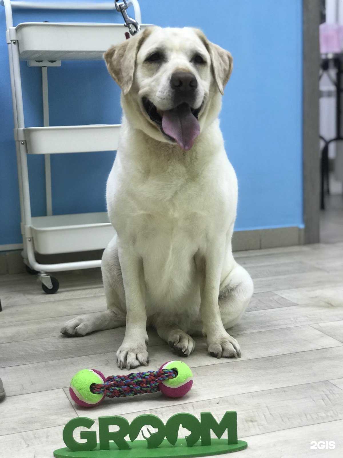 Отзывы на компанию Groom в Туле c фото