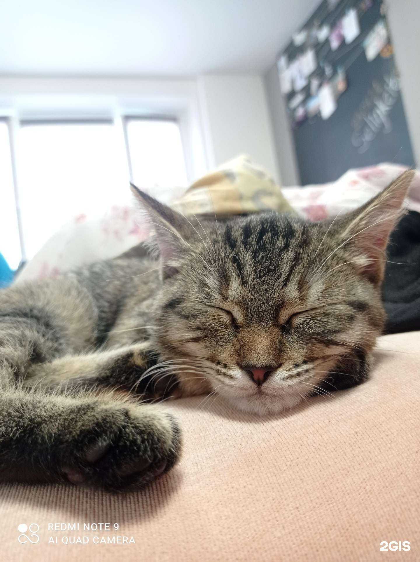 Отзывы на компанию Собачье сердце в Тюмени c фото