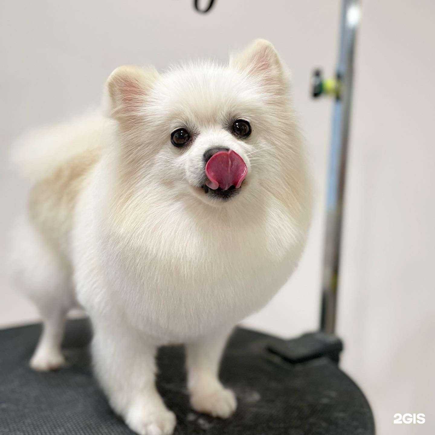 Отзывы на компанию Orange groom в Краснодаре c фото