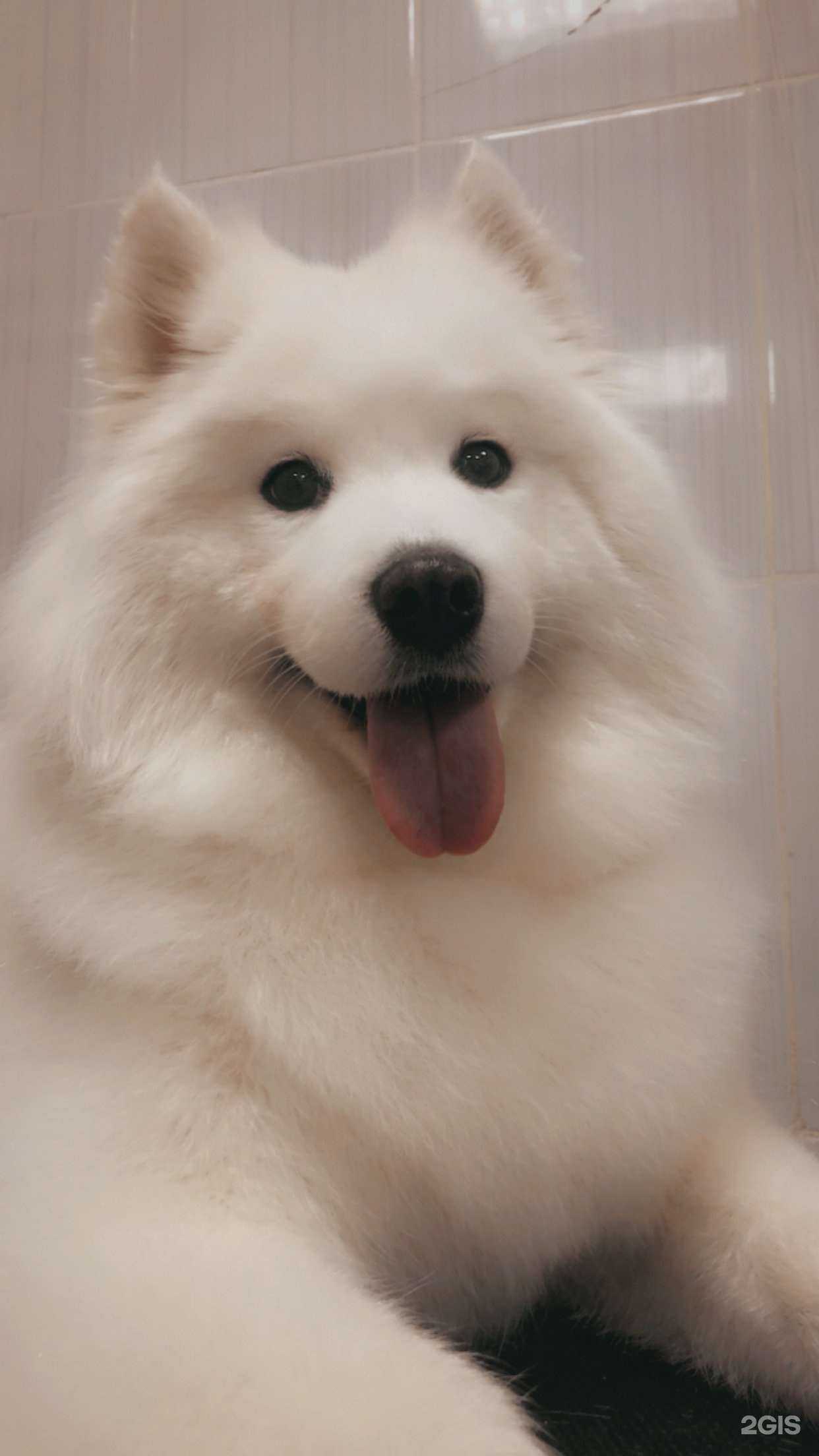 Отзывы на компанию LovePets в г. Екатеринбург c фото