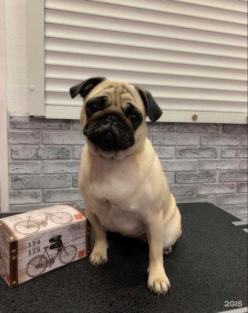 Отзывы на компанию Groomshine в Уфе c фото