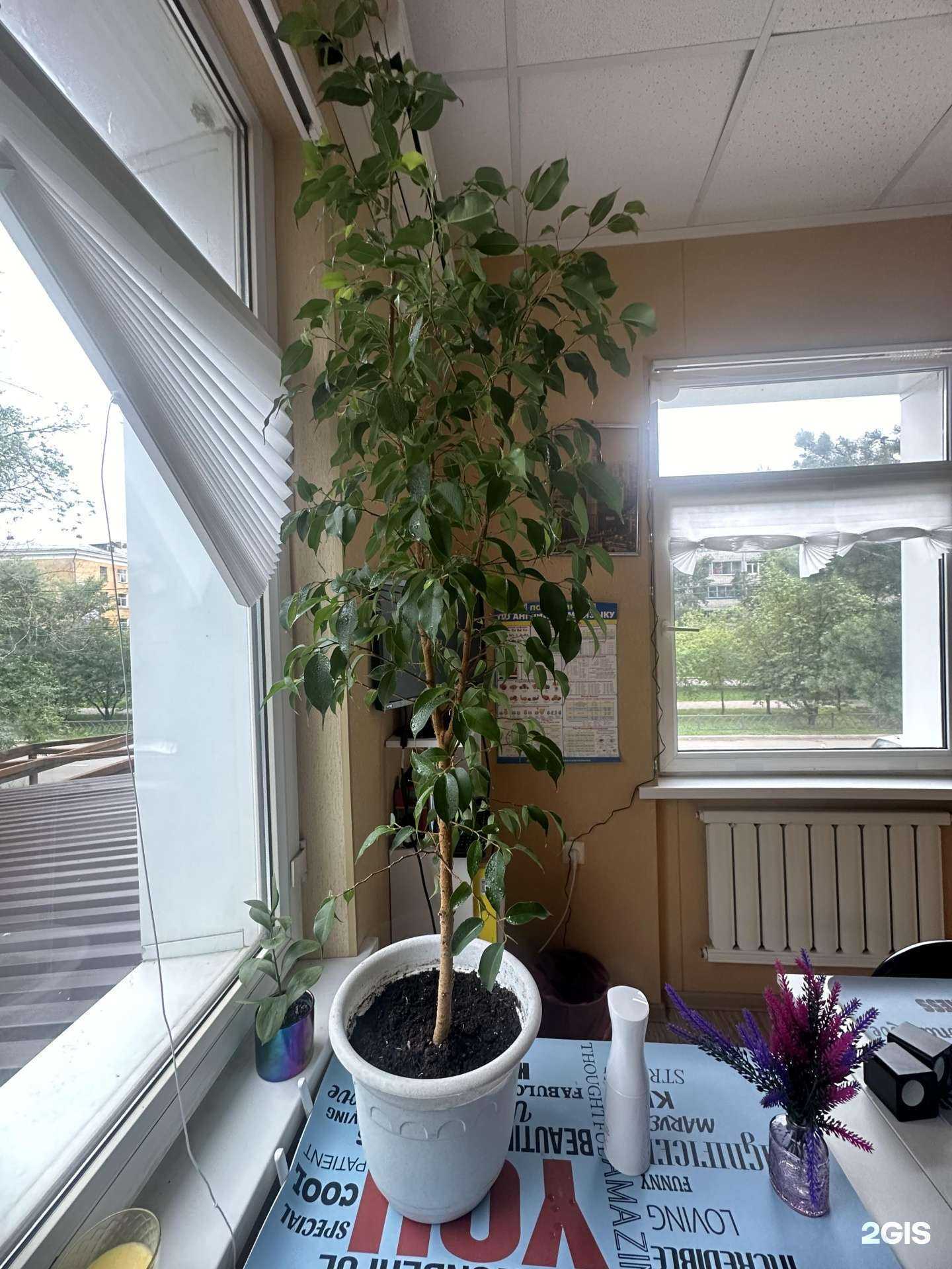 Отзывы на компанию LinguaLand в Комсомольске-на-Амуре c фото