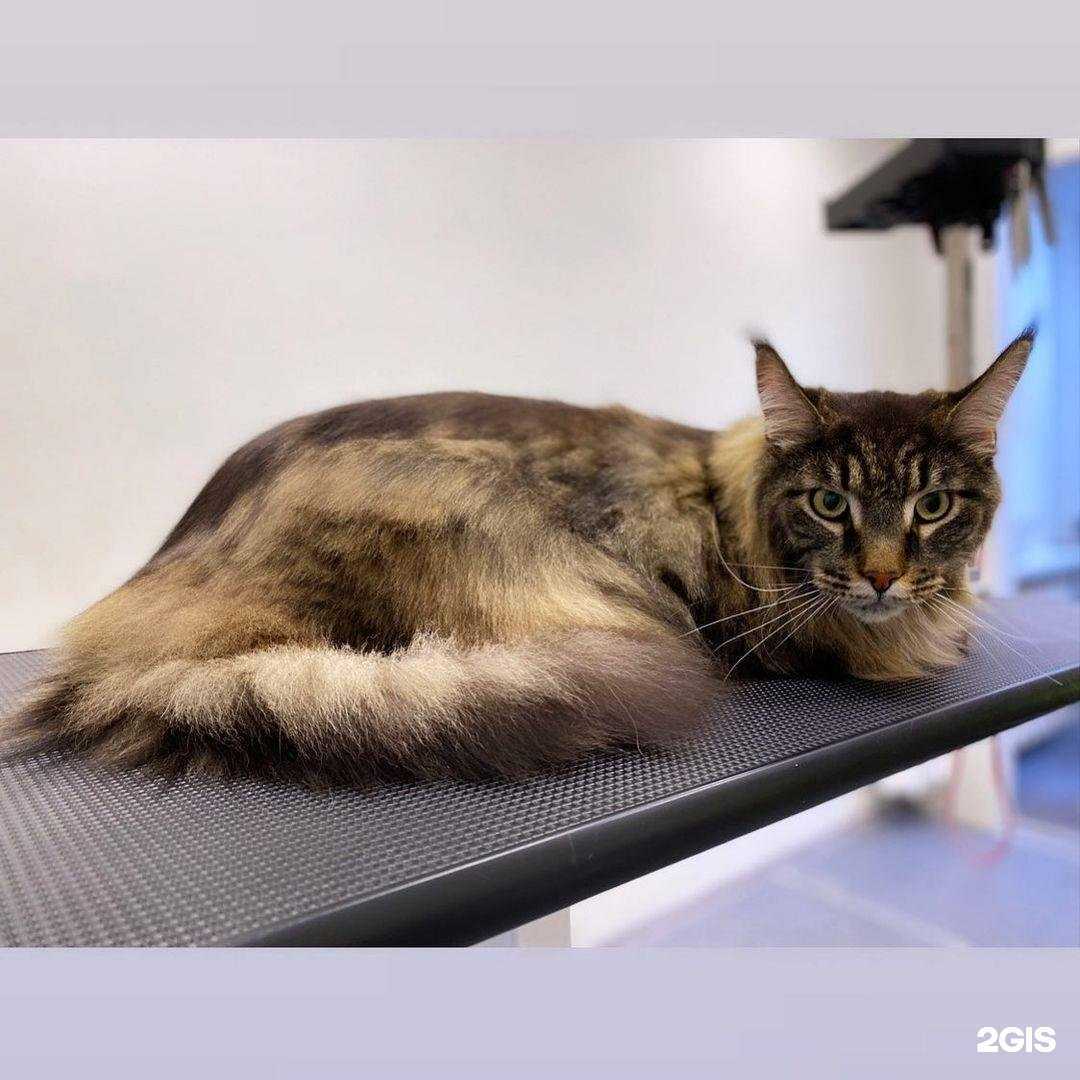 Отзывы на компанию Pet groom в г. Серпухов c фото