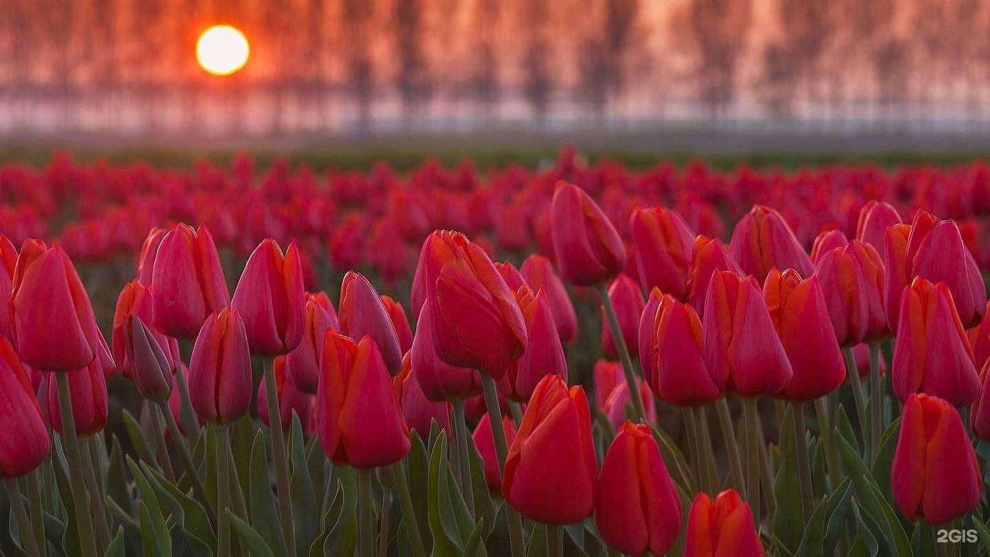 Отзывы на компанию Монстэра в г. Вологда c фото