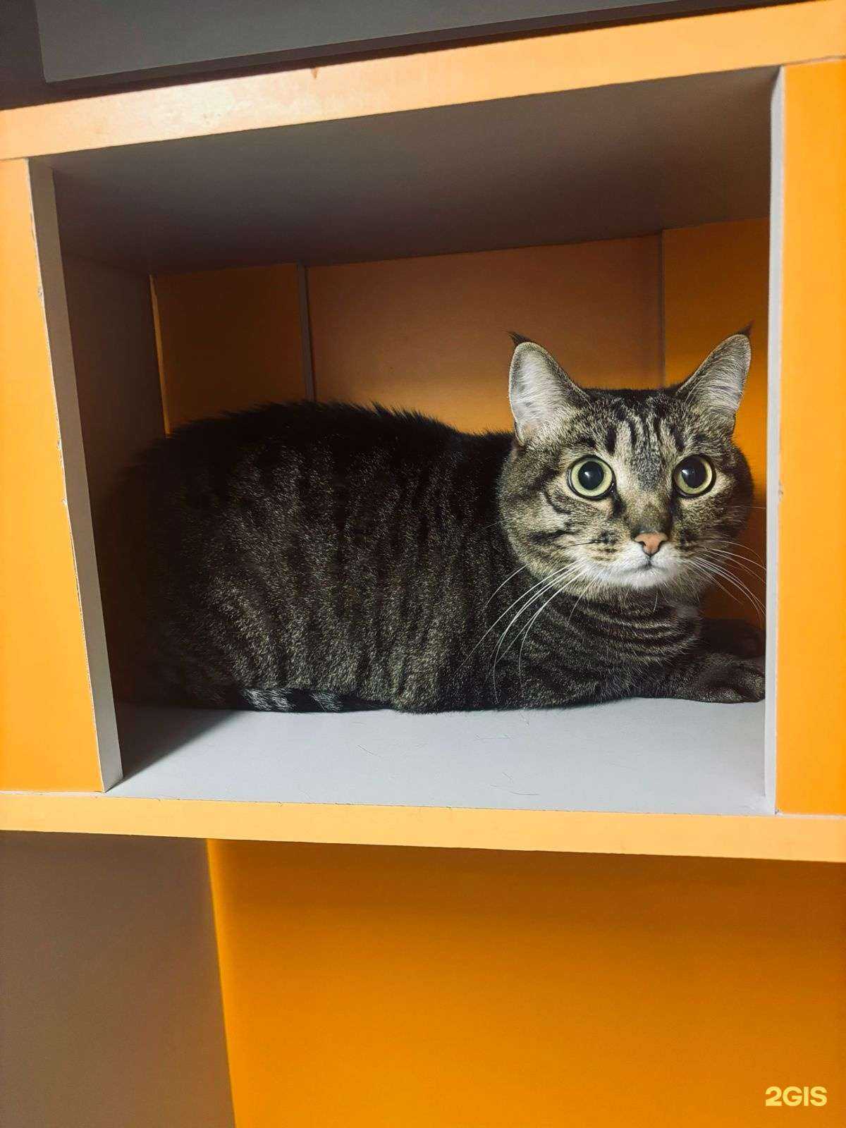 Отзывы на компанию Зоосутки в Краснодаре c фото