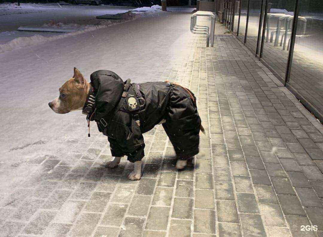 Отзывы на компанию Boksi go в г. Новокузнецк c фото