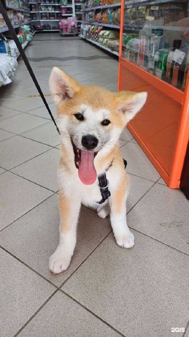 Отзывы на компанию Petshop.ru в г. Уфа c фото