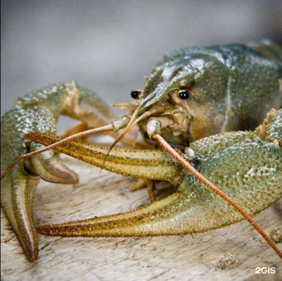 Отзывы на компанию Клешни в Сочи c фото