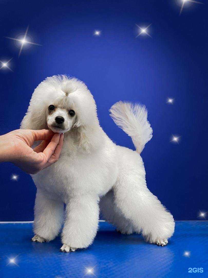 Отзывы на компанию Зоопрестиж в г. Коломна c фото