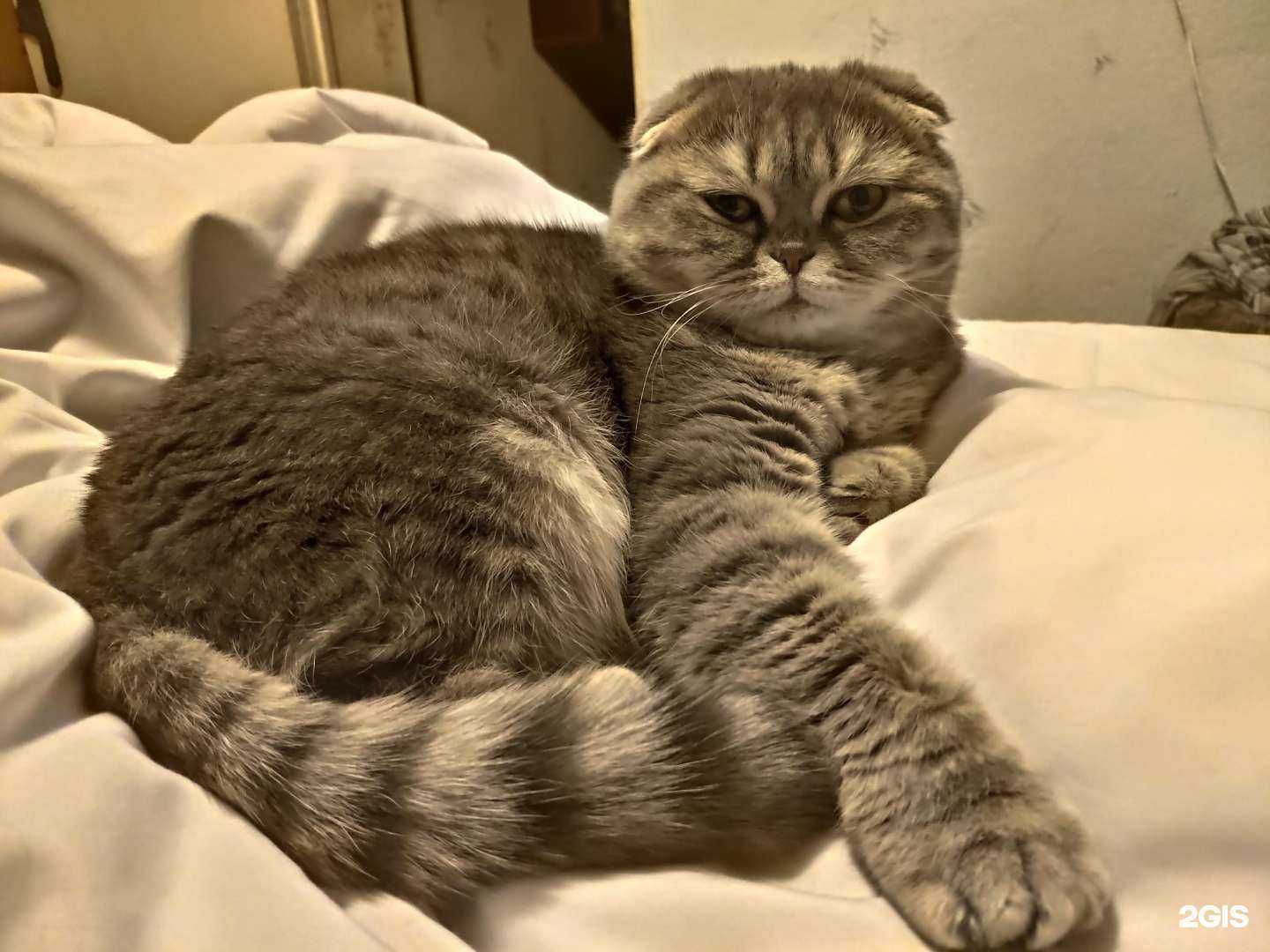 Отзывы на компанию Ветеринарная клиника врачей Сумбаевых в Пензе c фото