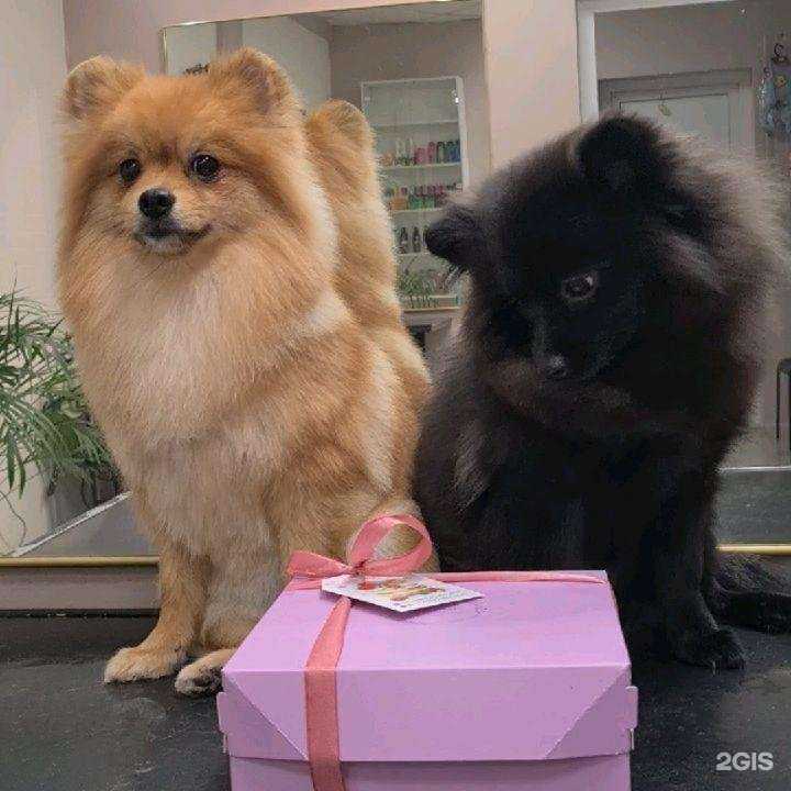 Отзывы на компанию Стильный пес в Туапсе c фото