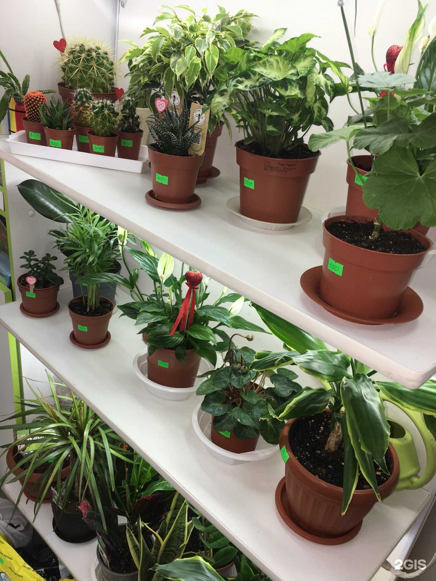 Отзывы на компанию Цветочный магазин в Иркутске c фото