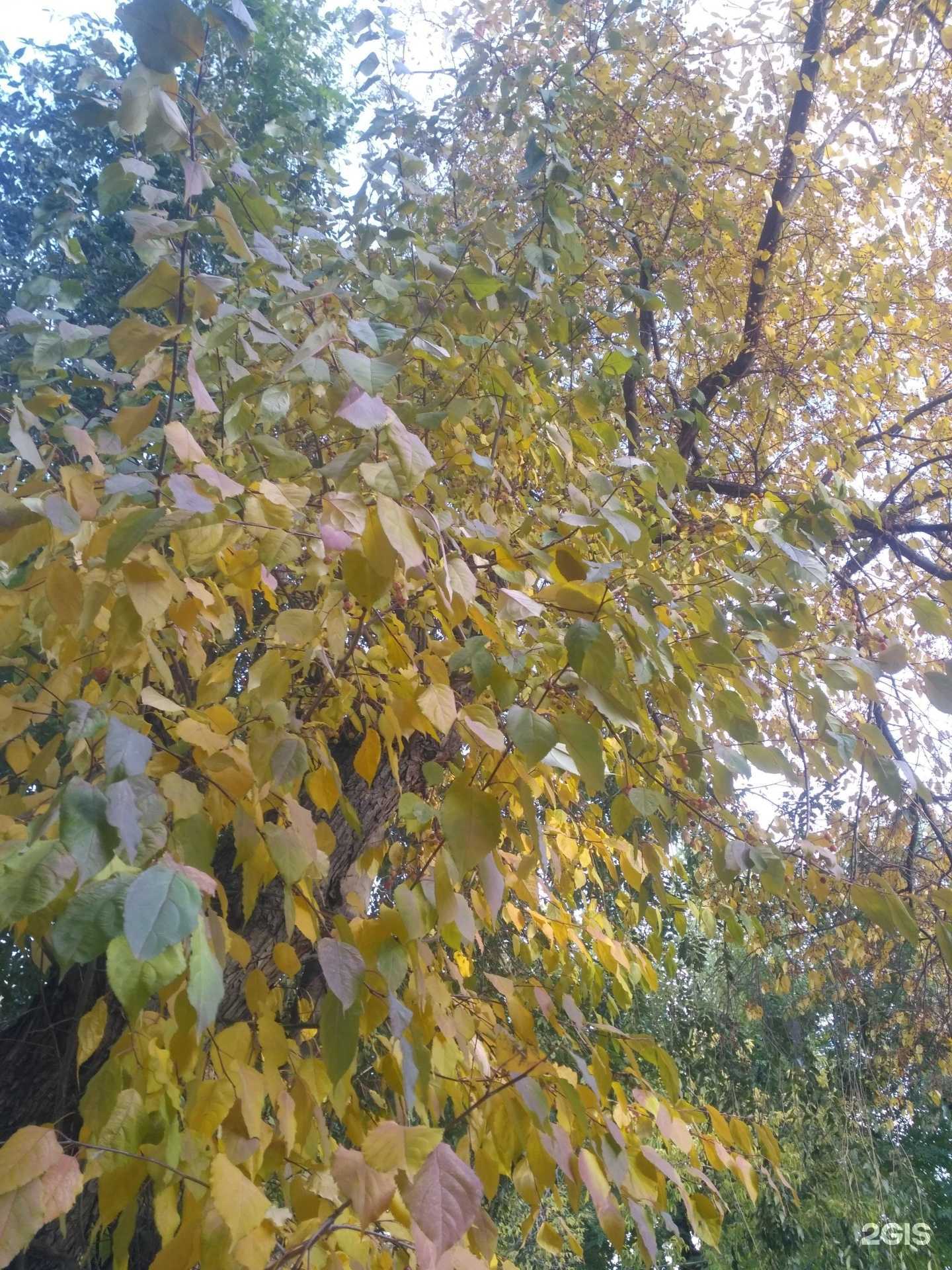 Отзывы на компанию Детская дворовая хоккейная лига в Челябинске c фото