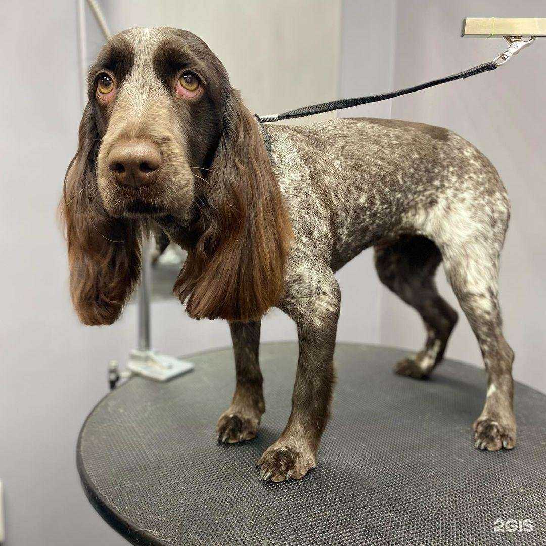Отзывы на компанию Dog grooming в г. Рязань c фото
