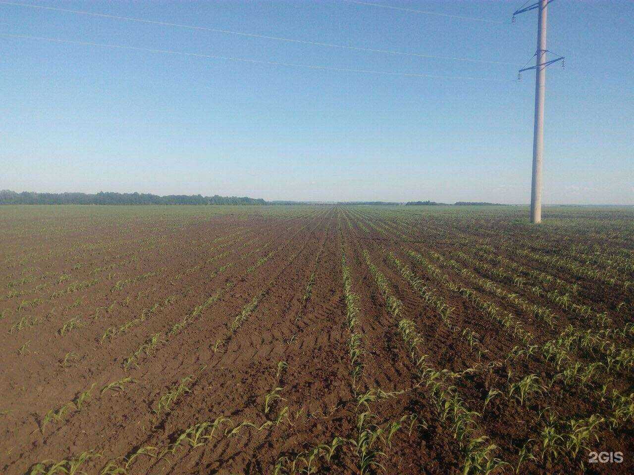 Отзывы на компанию Ветерра-Рус в Ставрополе c фото