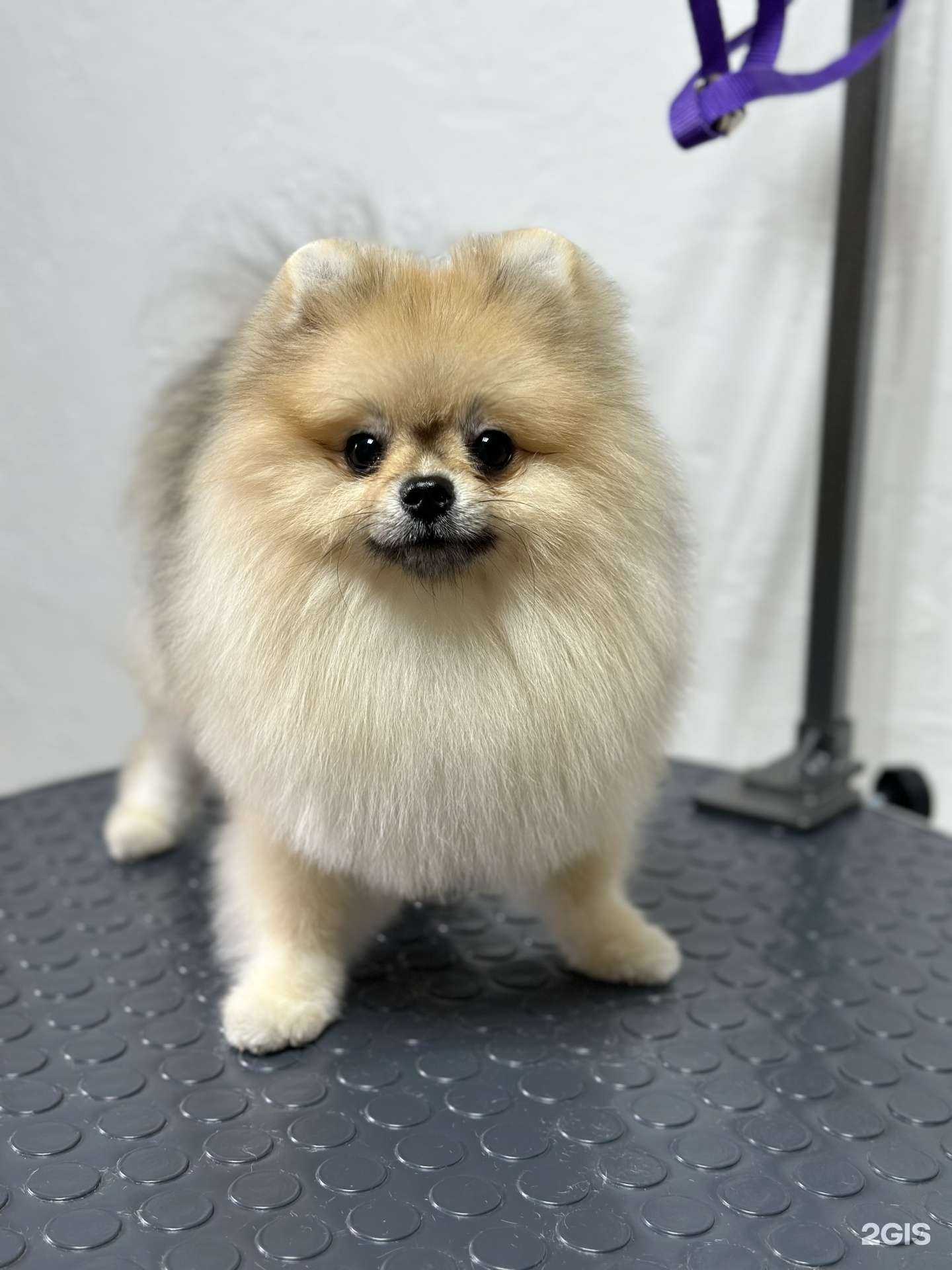 Отзывы на компанию Mogroom в Сочи c фото