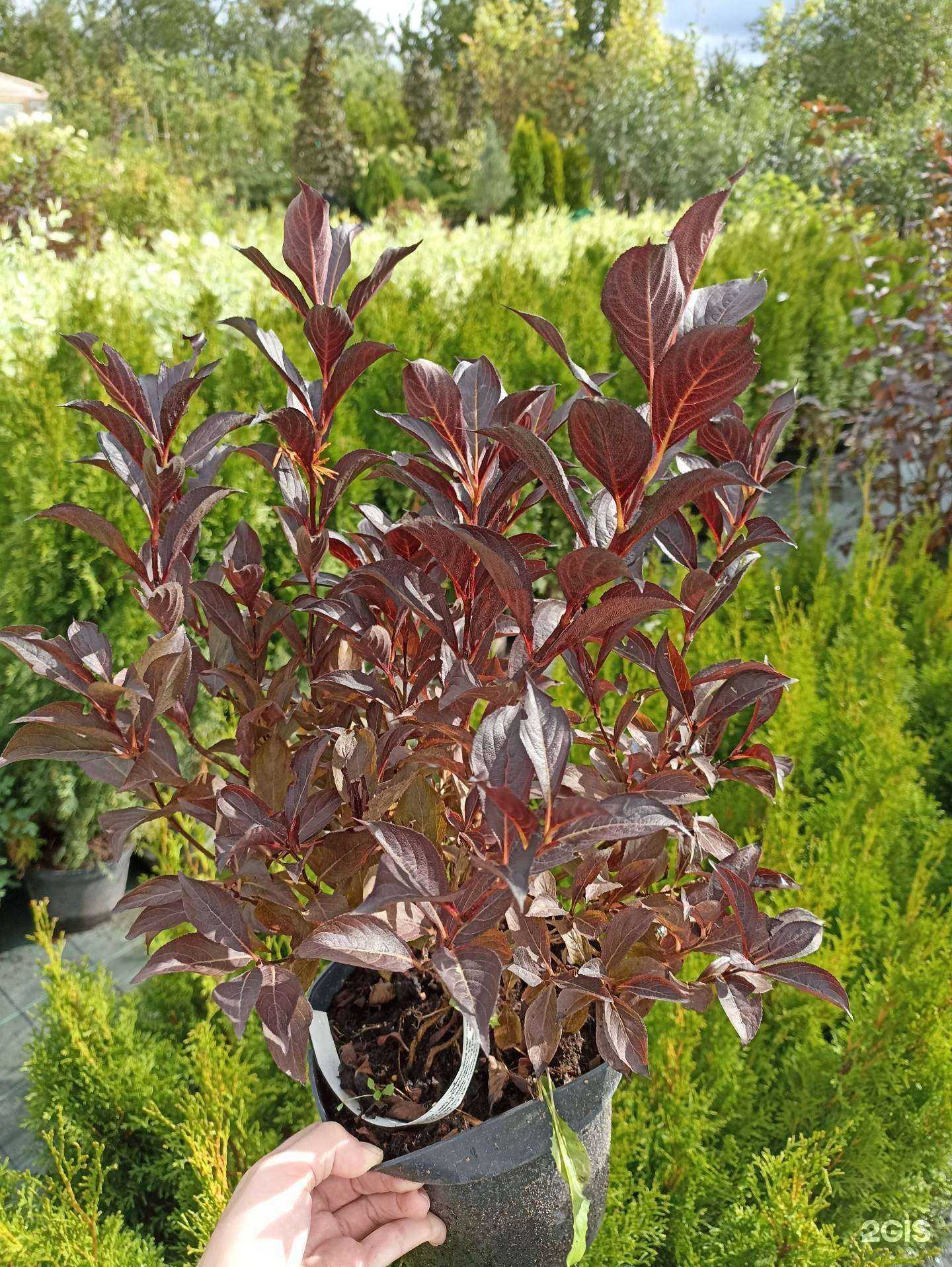 Отзывы на компанию Сады Балтии в Калининграде c фото