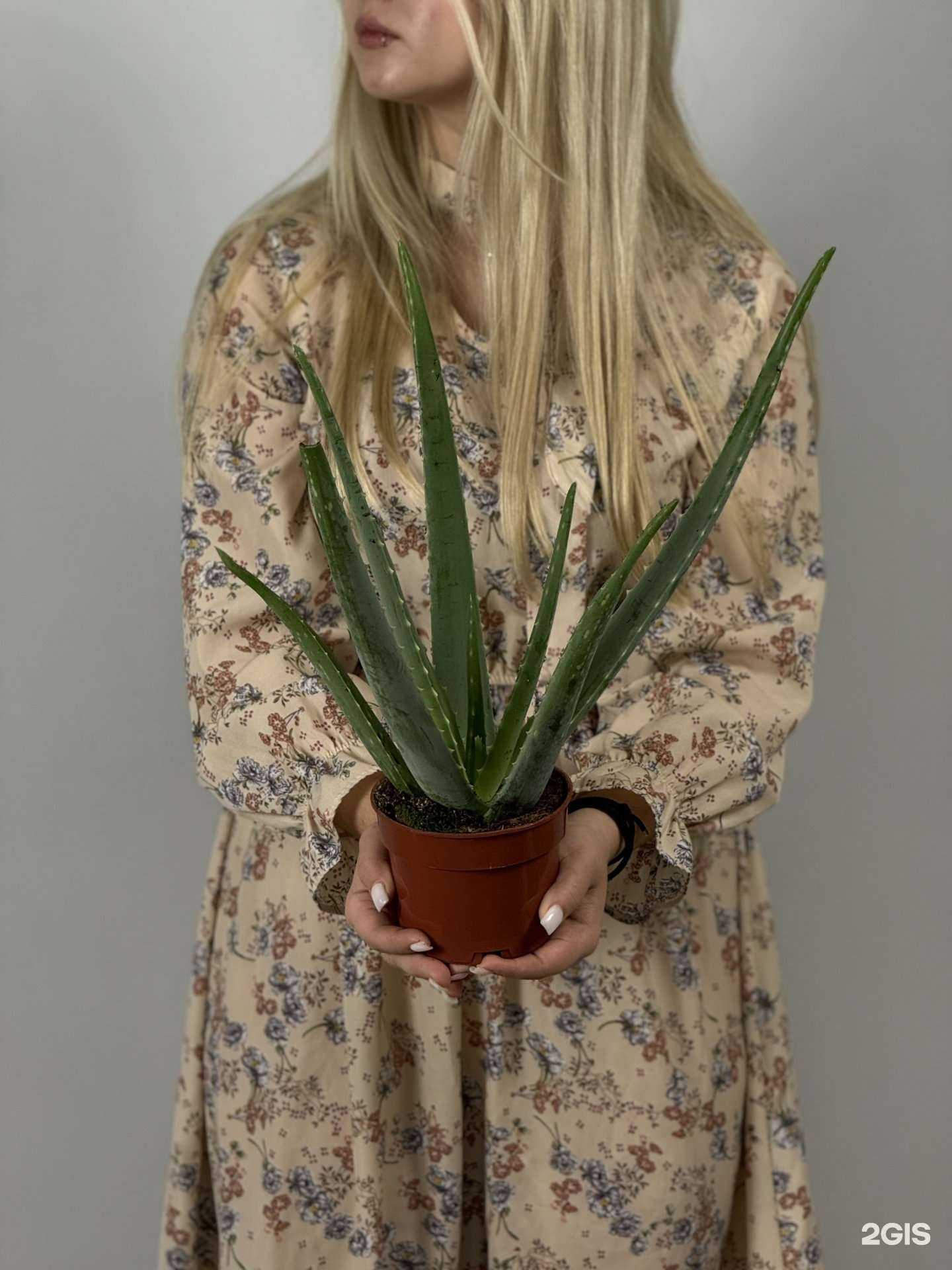 Отзывы на компанию Про Цветы в г. Новокузнецк c фото