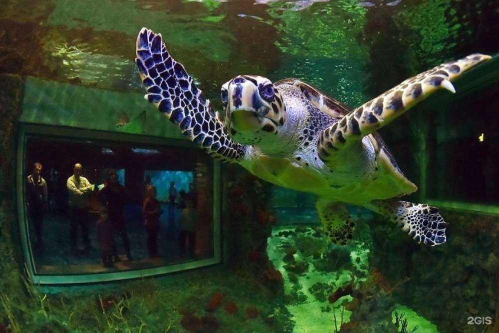 Отзывы на компанию RuDive в г. Красногорск c фото