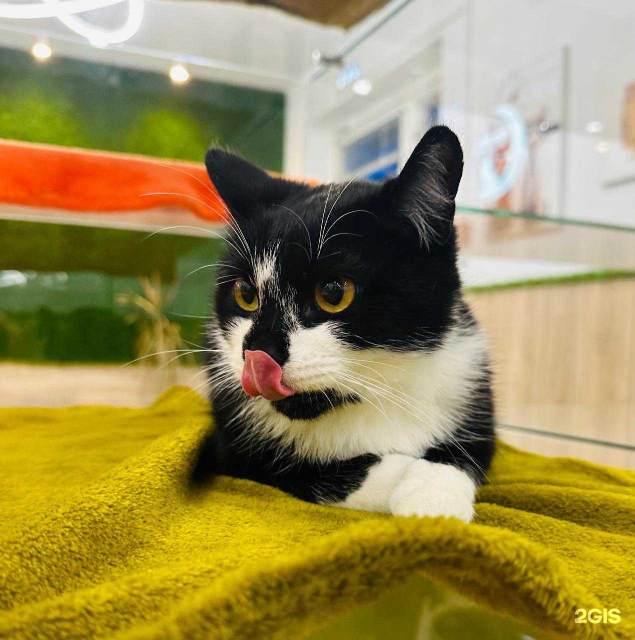 Отзывы на компанию Лунокот в Краснодаре c фото