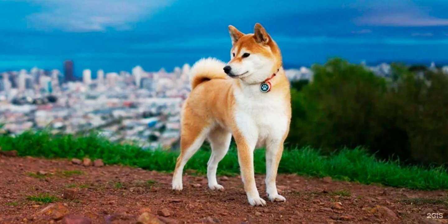 Отзывы на компанию Хатико в г. Рязань c фото