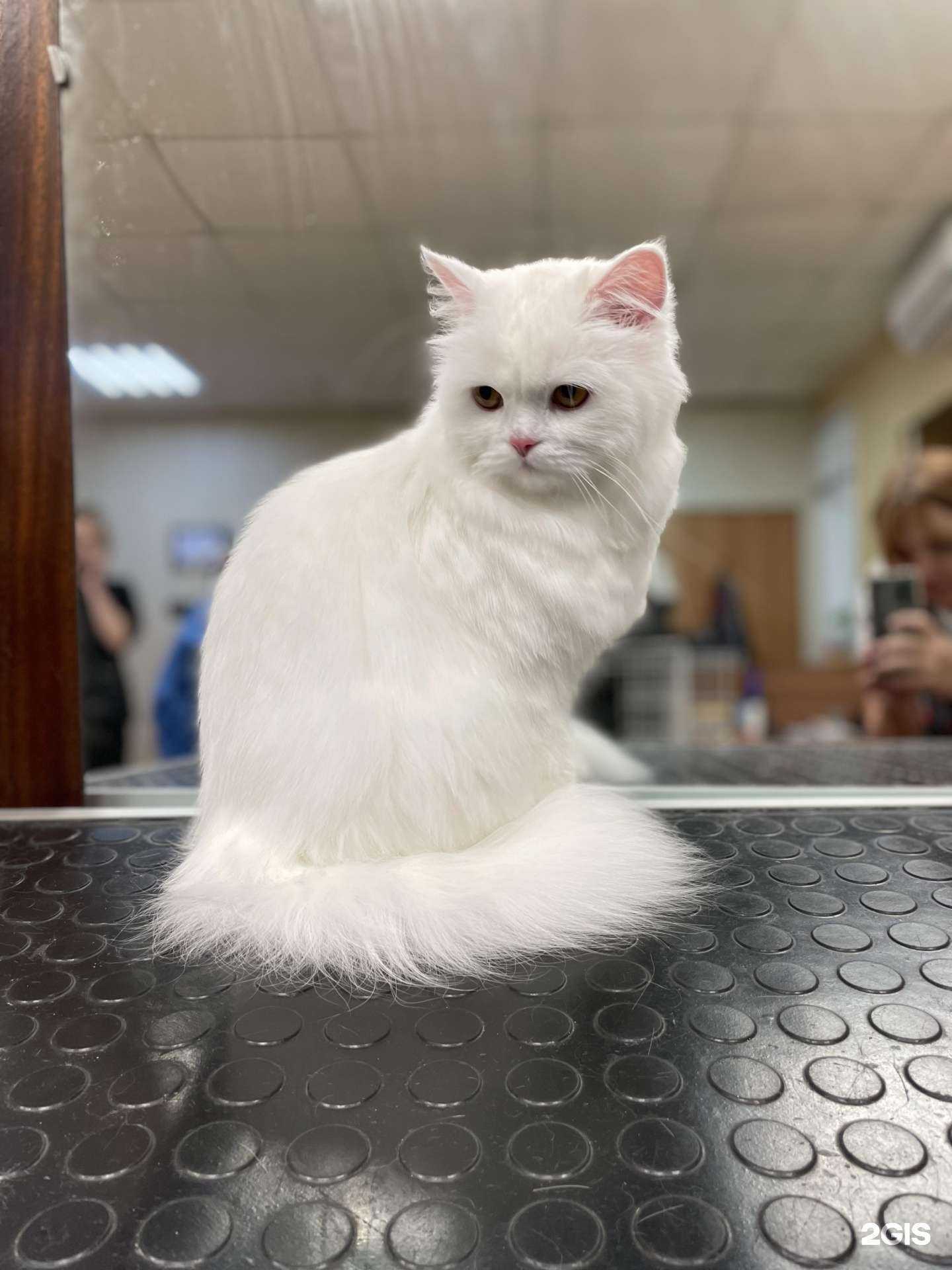 Отзывы на компанию Amigo в г. Тольятти c фото