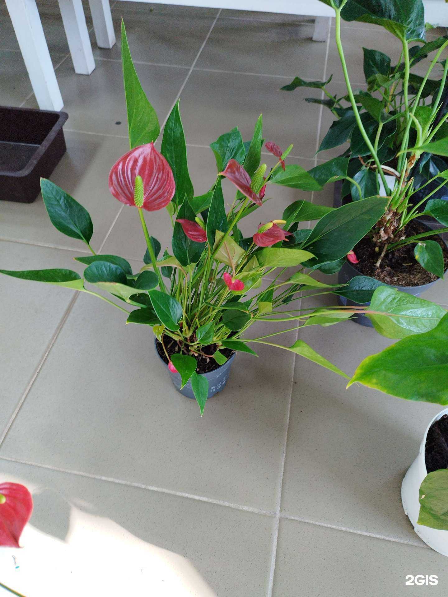 Отзывы на компанию Flora opt в Уссурийске c фото