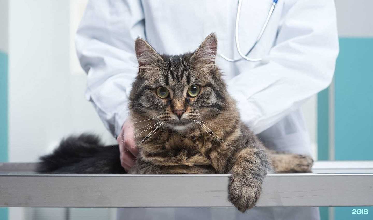 Отзывы на компанию Арсеньевская ветеринарная станция по борьбе с болезнями животных в Арсеньеве c фото