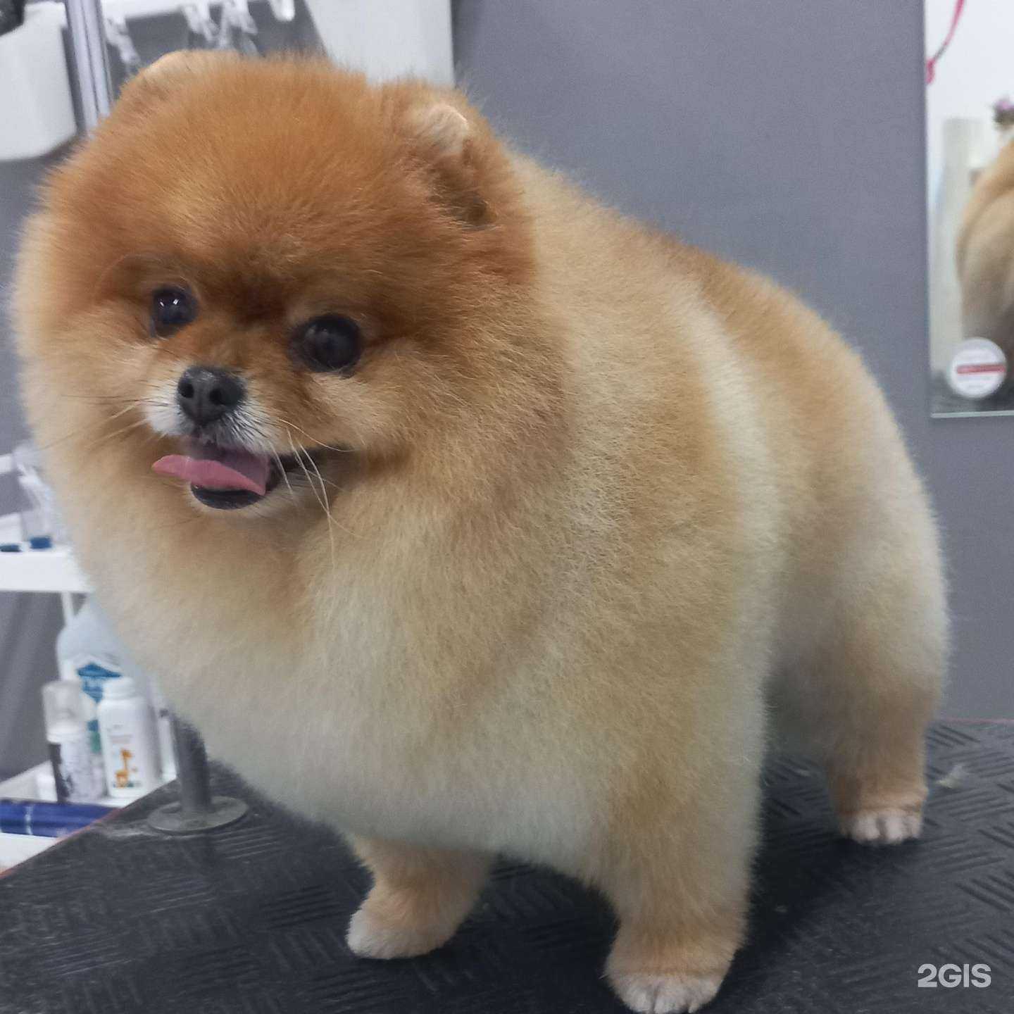 Отзывы на компанию Студия груминга в Геленджике c фото