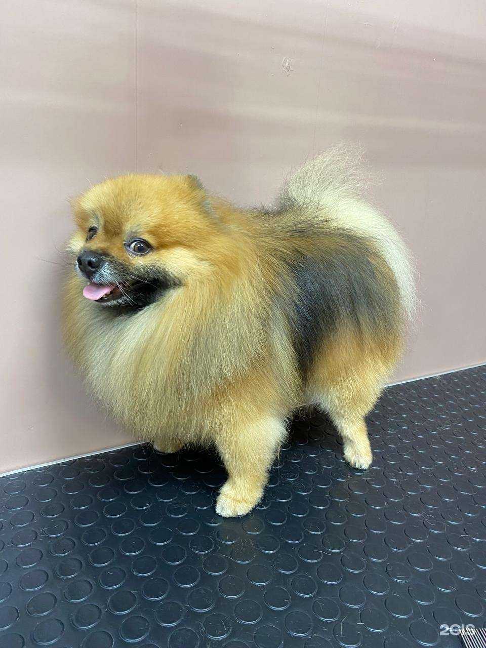 Отзывы на компанию Petty Pet в Челябинске c фото