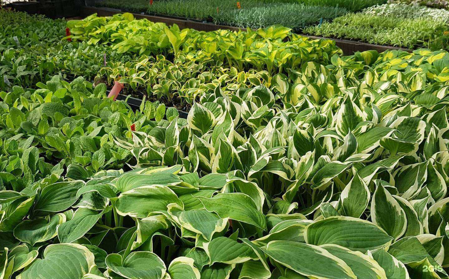 Отзывы на компанию Садовод в Новосибирске c фото