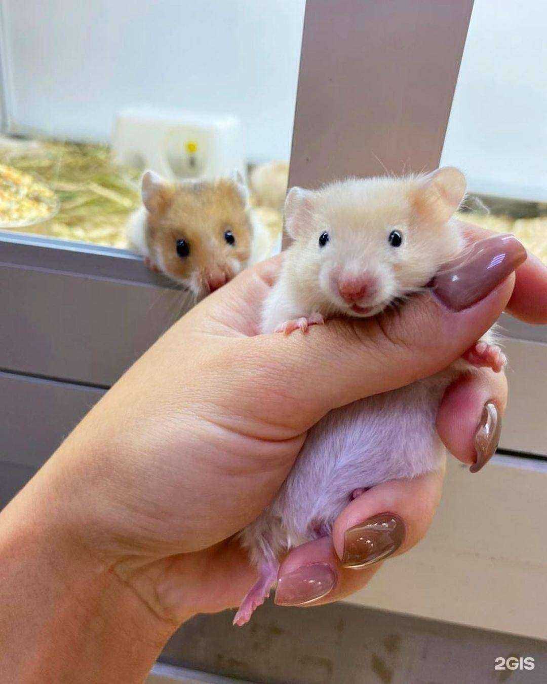 Отзывы на компанию Zookaluga.ru в Калуге c фото